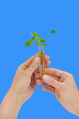 Image showing Hands holding tube with fresh  sorel (oxalis)