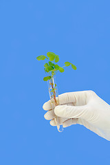 Image showing Hand holding tube with fresh  sorel (oxalis)