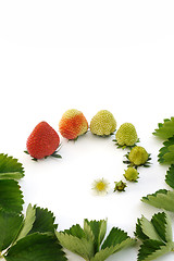 Image showing Strawberry growth isolated on white