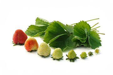 Image showing Strawberry growth isolated on white