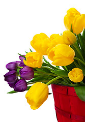 Image showing Spring Tulips