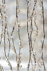 Image showing Winter background