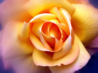 Image showing yellow rose