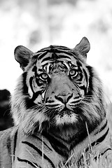 Image showing Tiger