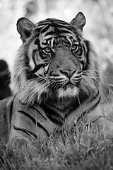 Image showing Tiger