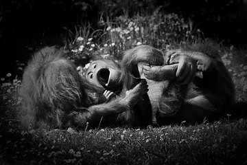 Image showing Orangutan at play