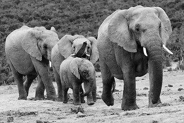 Image showing Elephant herd