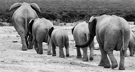 Image showing Elephant herd