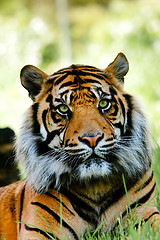 Image showing Tiger