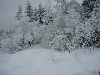 Image showing Winterlandscape Frognerseteren in Norway