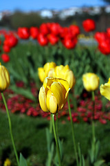 Image showing beautiful tulips, beautiful flowers