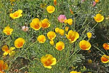 Image showing beautiful tulips, beautiful flowers