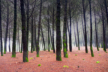 Image showing Sunlight in a green and beautiful forest