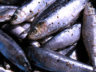 Image showing sardines