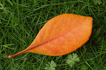 Image showing Orange leaf on green grass