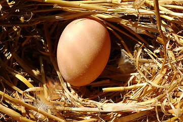 Image showing Fresh egg