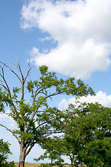 Image showing Tree in the wasteland