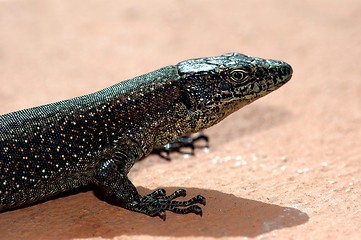 Image showing the glance of the gecko