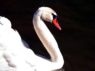 Image showing swan in the water