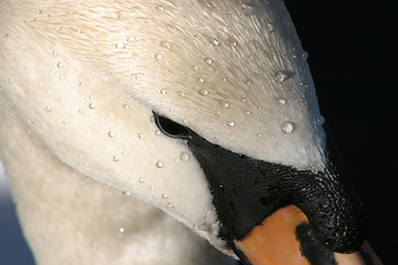 Image showing Swan