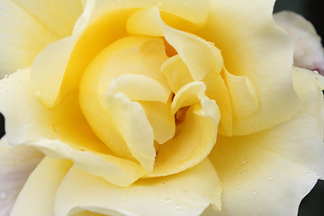 Image showing White rose