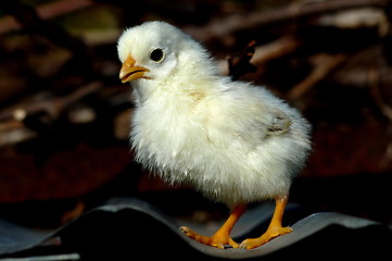 Image showing Small chicken