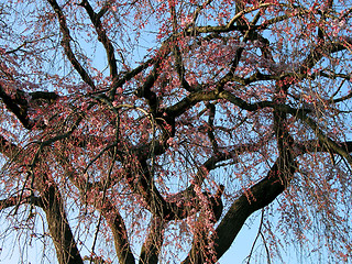 Image showing Old cherry tree