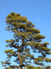 Image showing Tree And Moon