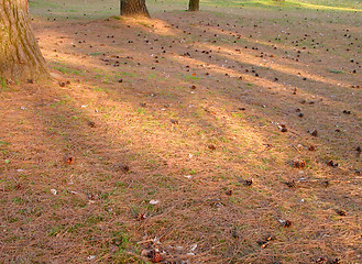 Image showing Shadows and lights in the forest