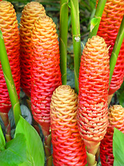 Image showing Tropical Wax Flower