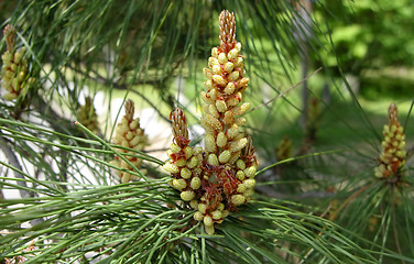 Image showing Pine Cone