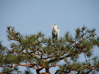 Image showing Crane In Pine