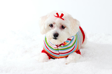 Image showing Small White Dog in Winter Scene
