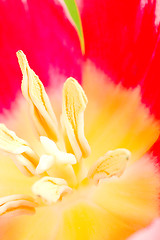 Image showing tulip flower