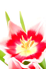 Image showing pink tulip