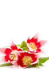 Image showing three pink tulips