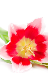 Image showing pink tulip