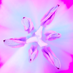 Image showing purple flower