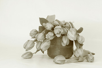 Image showing Tulips