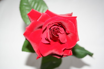 Image showing Red rose