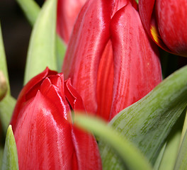 Image showing tulip