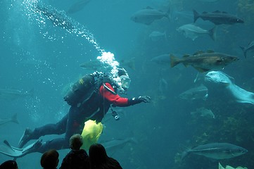 Image showing Diver going to feed fish