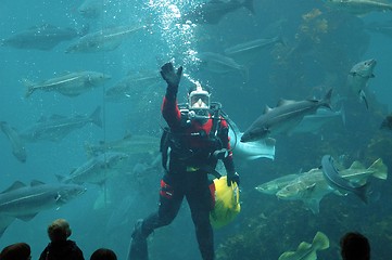 Image showing Diver waving