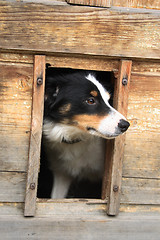 Image showing dog in her house