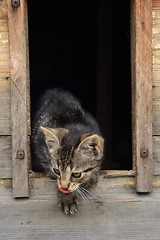 Image showing cat in her house