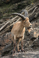 Image showing chamois