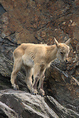 Image showing small chamois