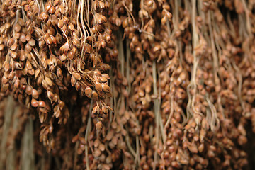 Image showing flax