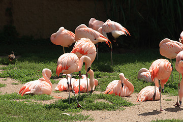 Image showing flamingos