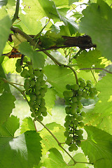 Image showing green grapes 